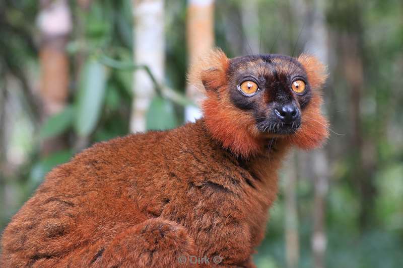 madagaskar lemuur