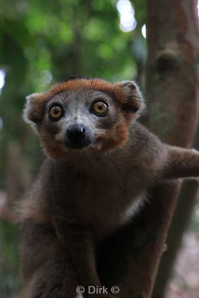 madagaskar lemuur