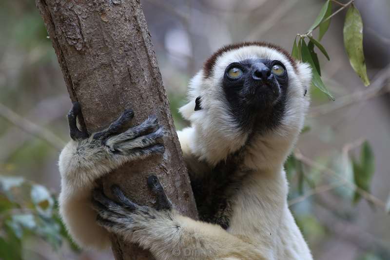 madagaskar lemuur