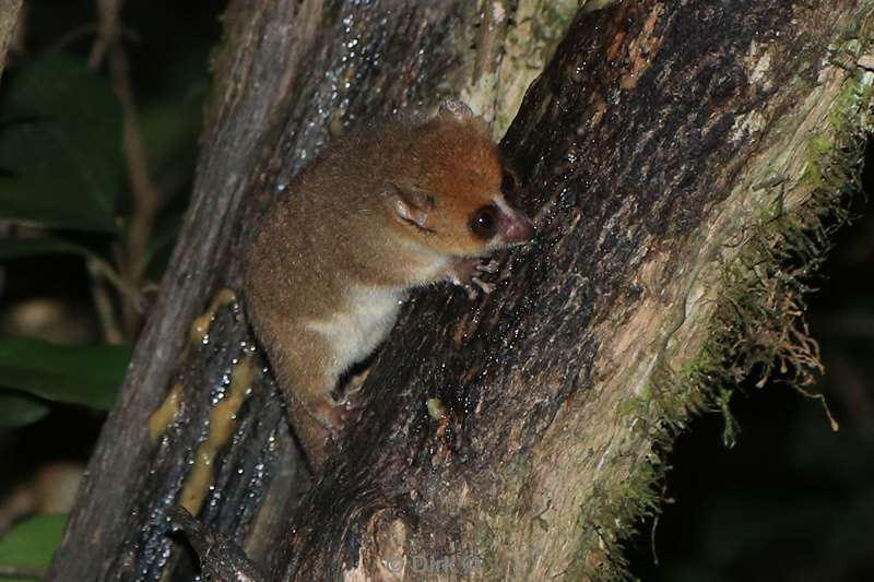 madagaskar lemuur