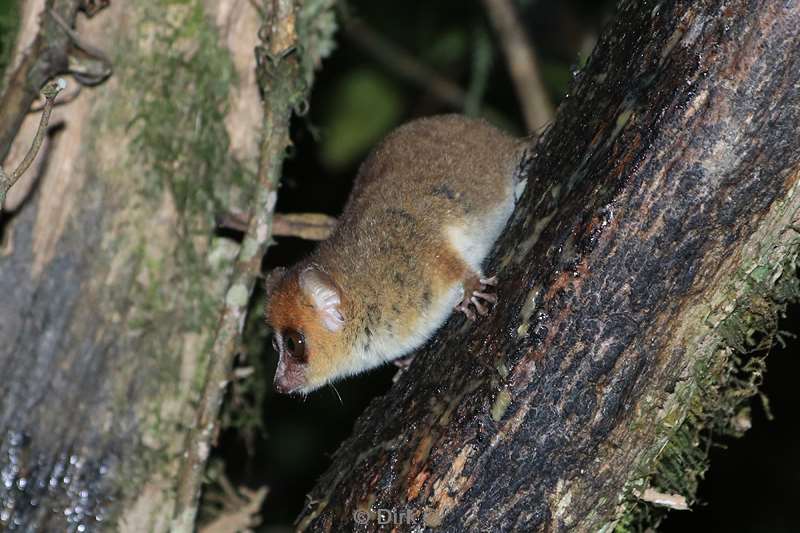 madagaskar lemuur