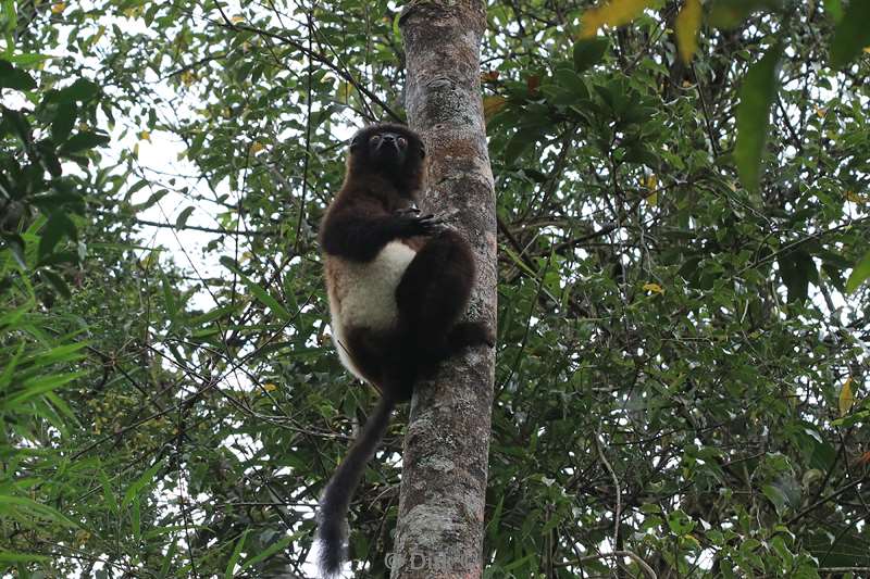 madagaskar lemuur