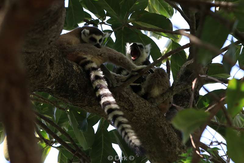 madagaskar lemuur