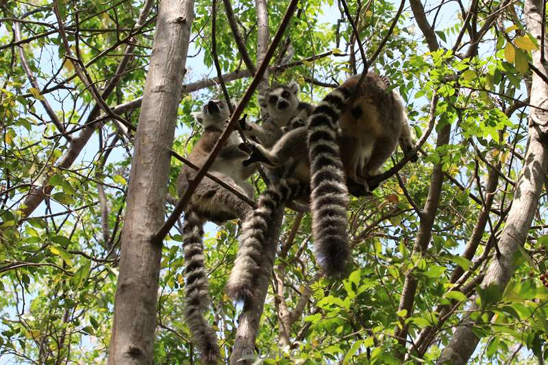 madagaskar lemuur