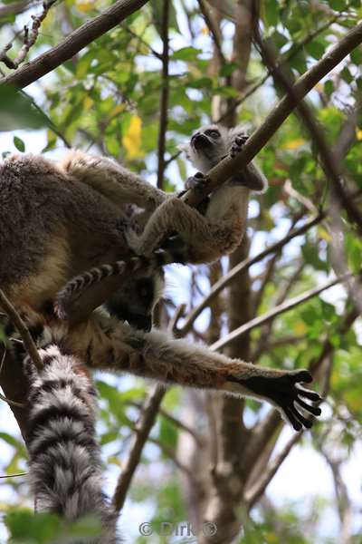 madagaskar lemuur