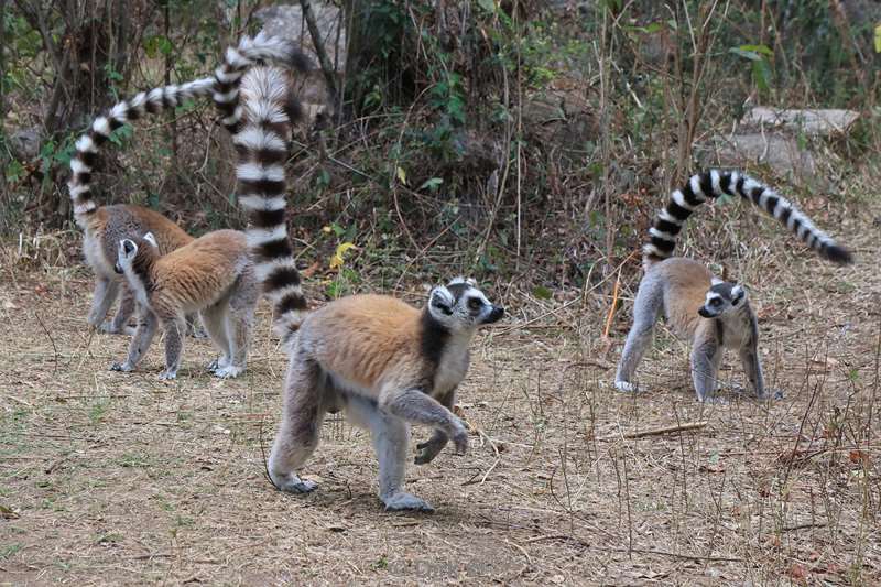 madagaskar lemuur