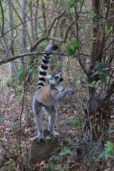 madagaskar lemuur