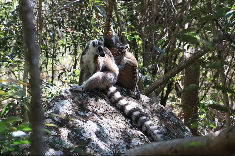 madagaskar lemuur