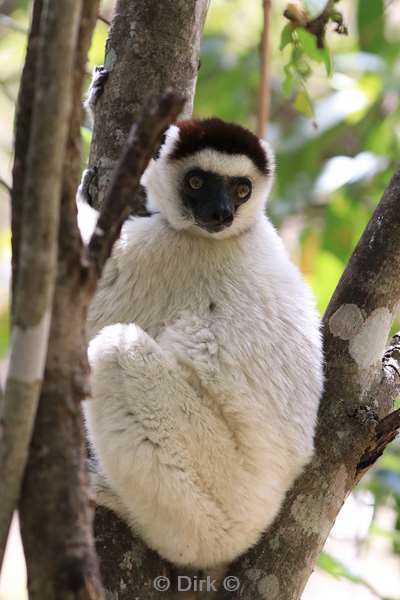 madagaskar lemuur