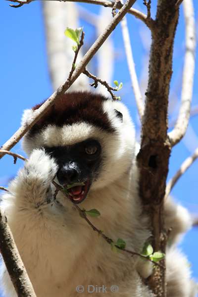 madagaskar lemuur