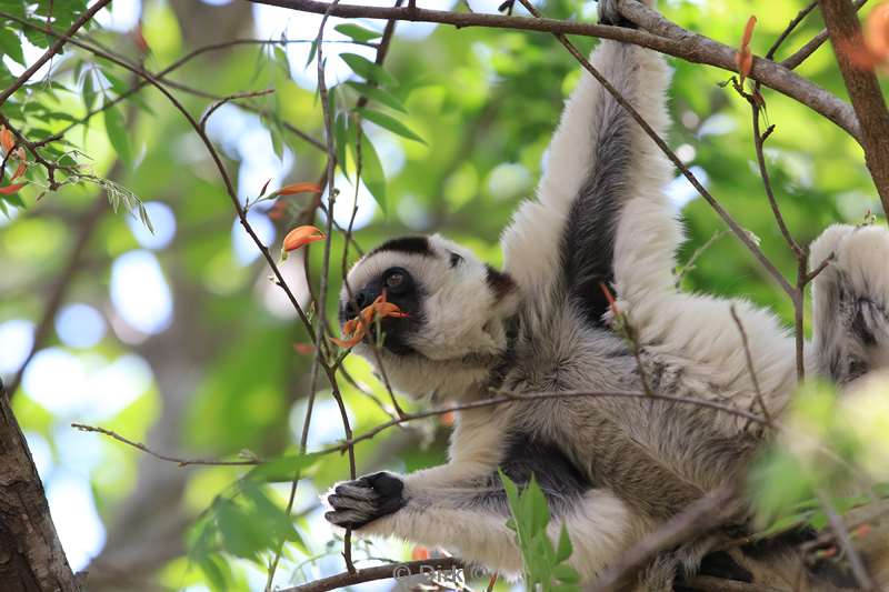 madagaskar lemuur