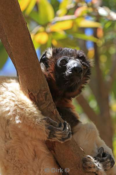 madagaskar lemuur