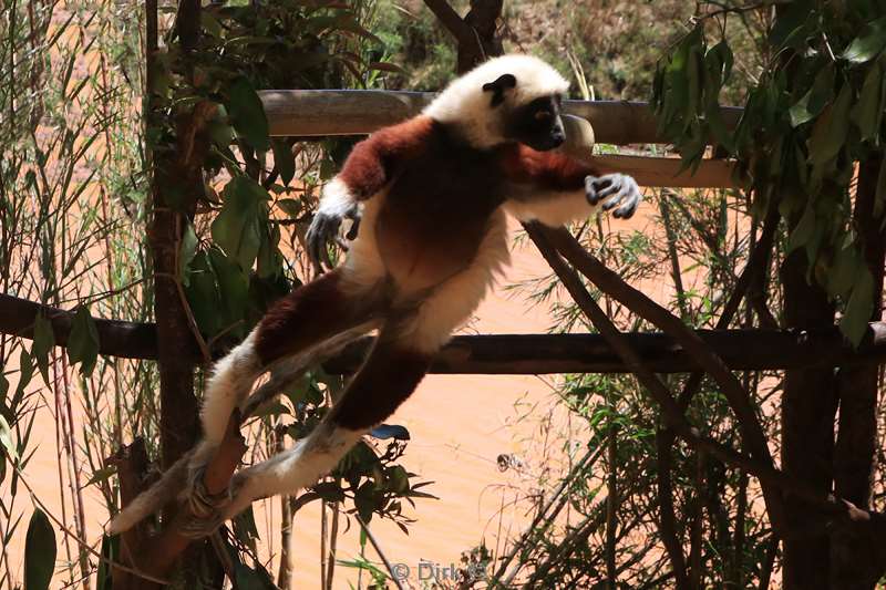 madagaskar lemuur