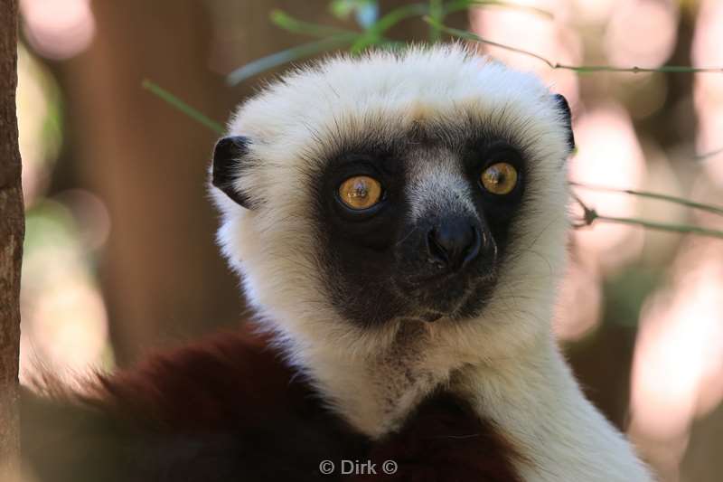 madagaskar lemuur