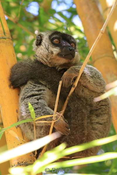 madagaskar lemuur