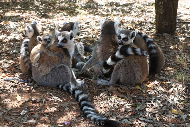 madagaskar lemuur