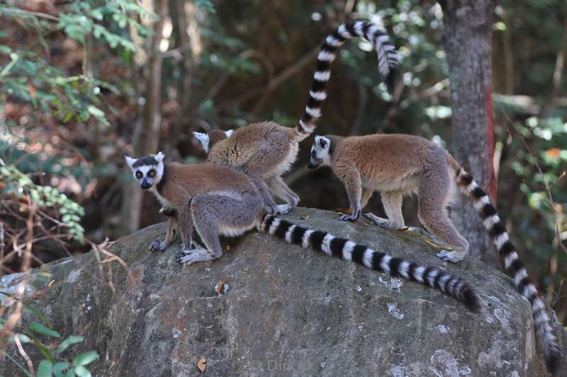 madagaskar lemuur