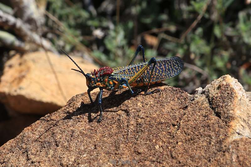 madagaskar sprinkhaan