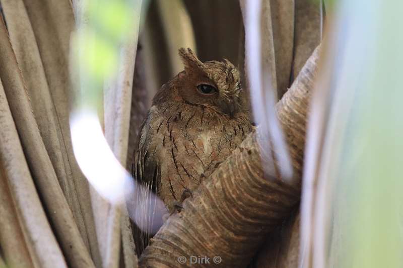 madagaskar uil