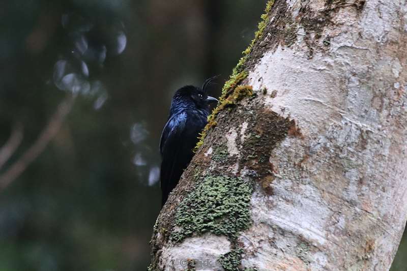 madagaskar vogel