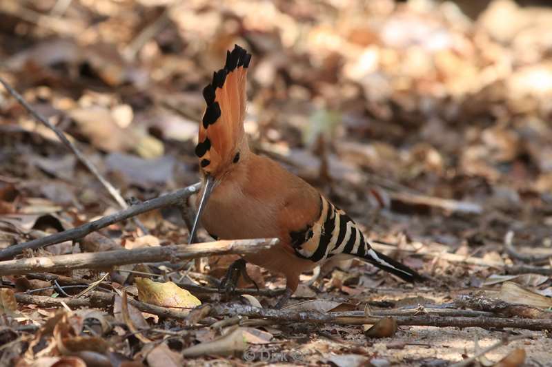 madagaskar vogel