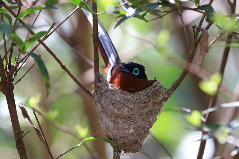 madagaskar vogel