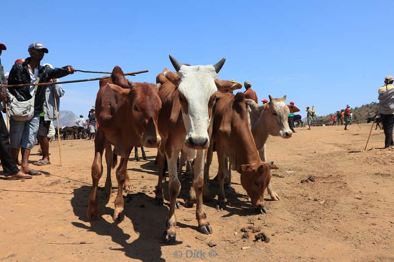 madagaskar zebu