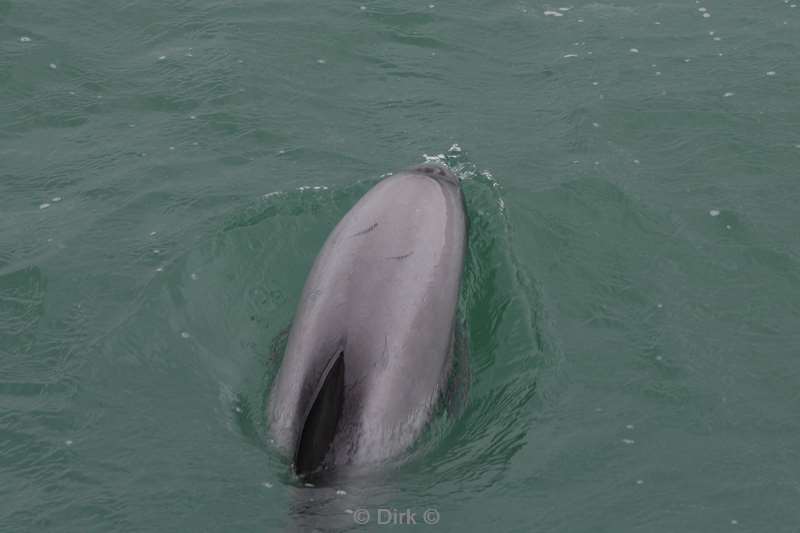 nieuw-zeeland akaroa hectordolfijnen