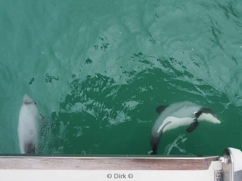 nieuw-zeeland akaroa hectordolfijnen