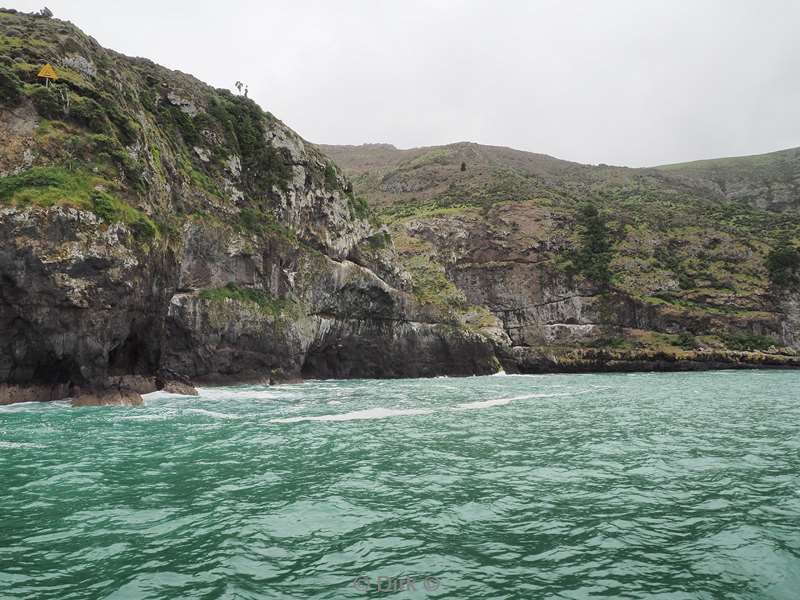 new zealand akaroa hectordolfijnen