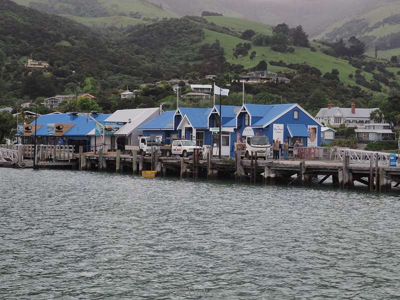 new zealand akaroa hectordolfijnen