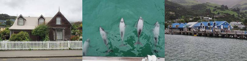new zealand Akaroa hector dolphins