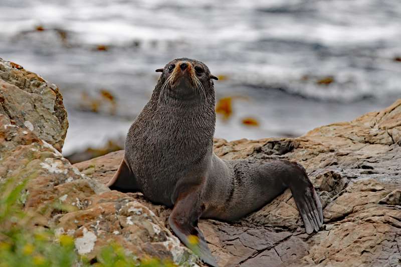 nieuw-zeeland kaiteriteri kaikoura pelsrob