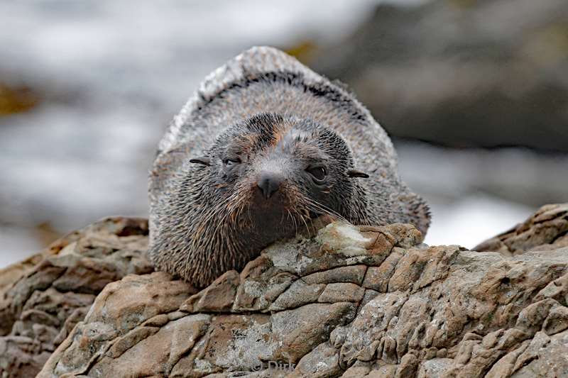 nieuw-zeeland kaiteriteri kaikoura pelsrob