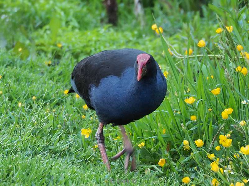 new zealand bird