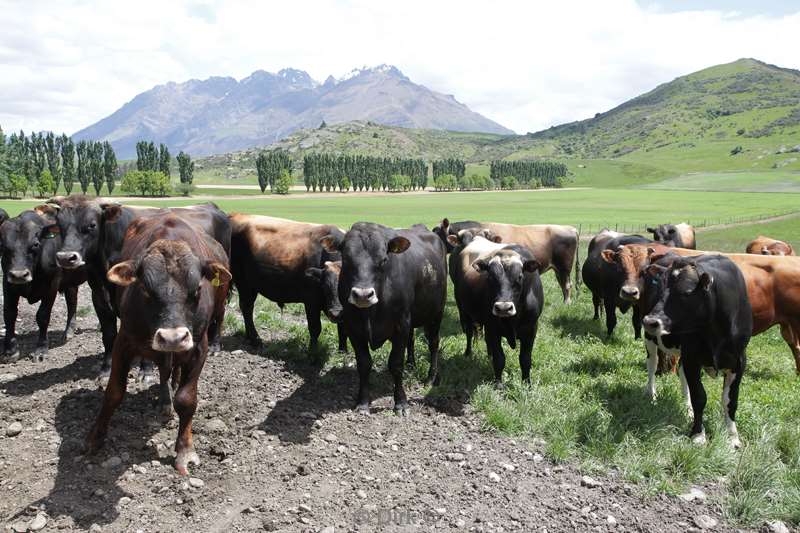 nieuw-zeeland queenstown naar wanaka