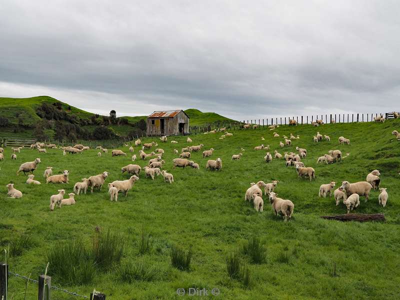 new zealand wellington