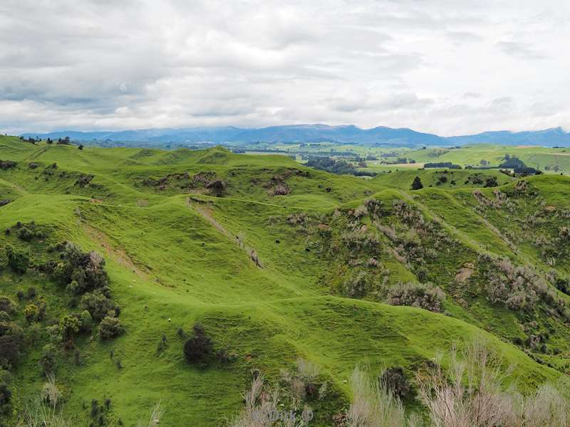 new zealand wellington