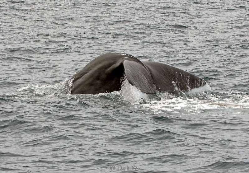 nieuw-zeeland whale watching kaikoura