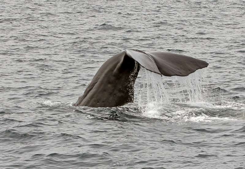 new zealand sperm whale watching kaikoura