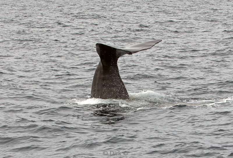 new zealand sperm whale watching kaikoura