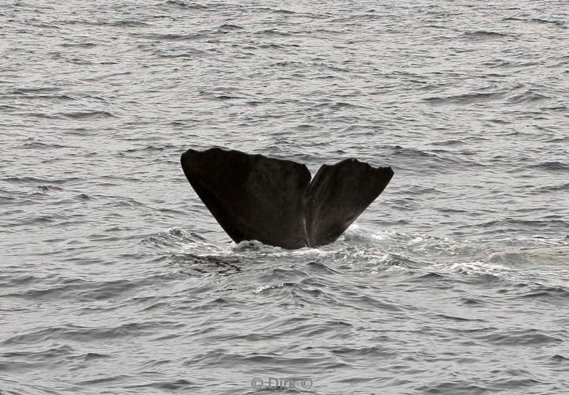 nieuw-zeeland whale watching kaikoura