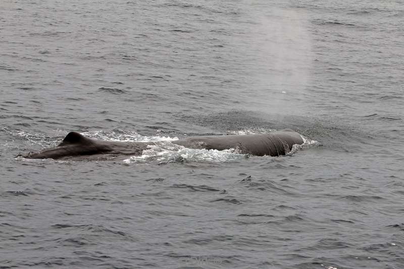 new zealand sperm whale watching kaikoura