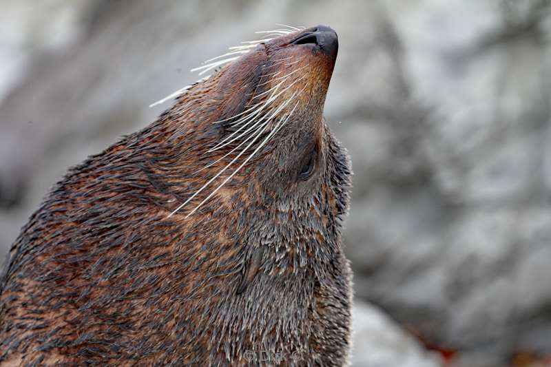 new zealand seals kaikoura