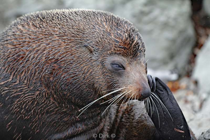 nieuw-zeeland pelsrobben kaikoura