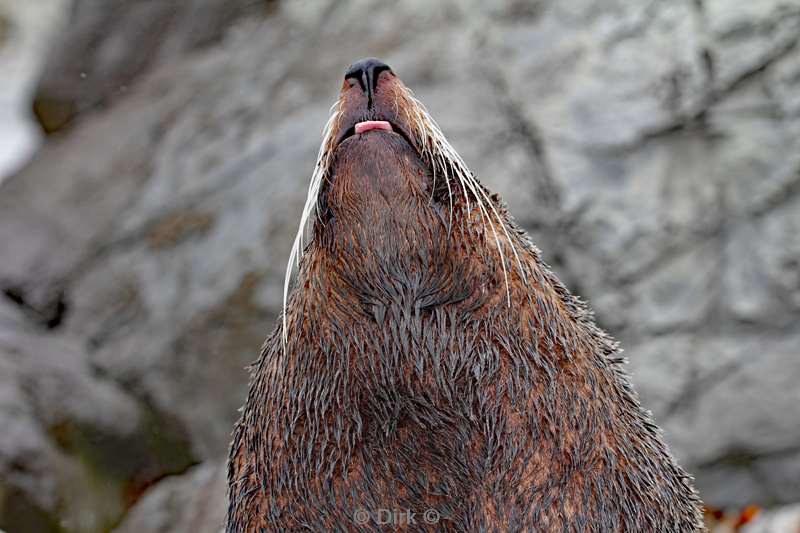 nieuw-zeeland pelsrobben kaikoura