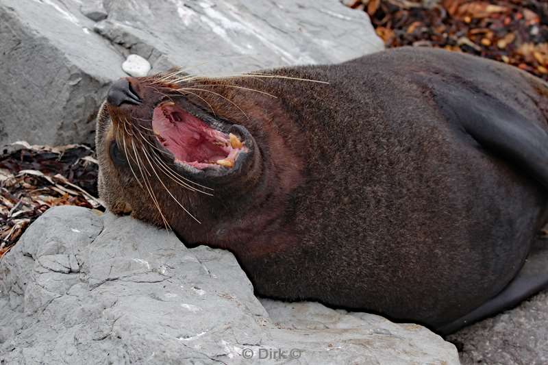 new zealand seals kaikoura