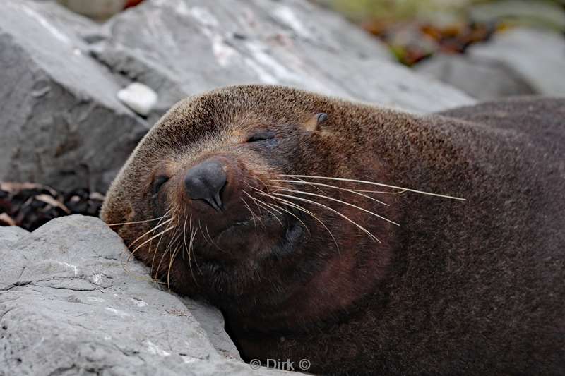 nieuw-zeeland pelsrobben kaikoura