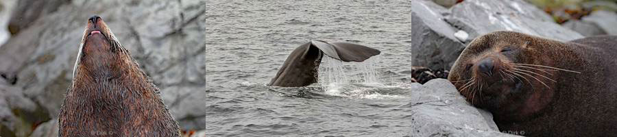 Nieuw-Zeeland whale watching pelsrobben kaikoura