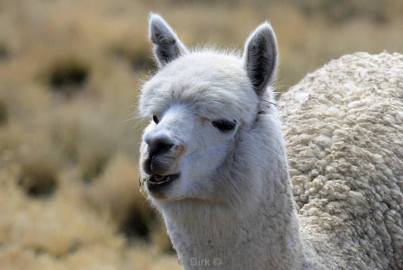 colca canyon peru